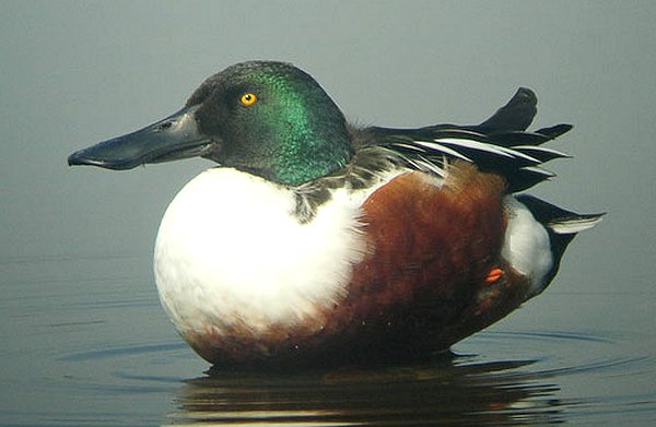 January 2017: Rye Harbour Nature Reserve Sightings